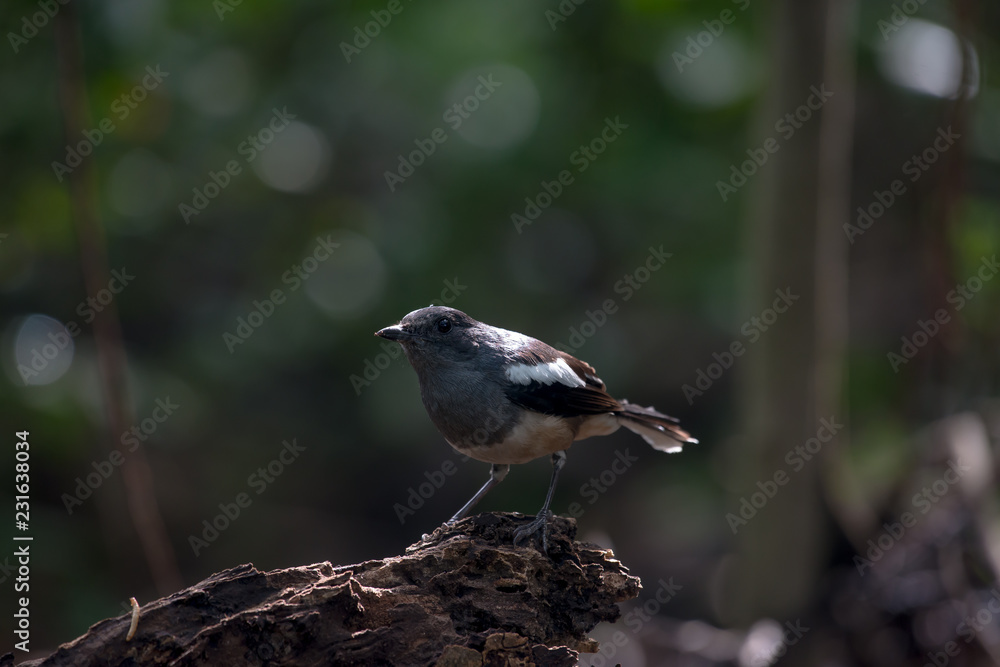 Fototapeta premium Oriental magpie-robin, they are common birds in urban gardens as well as forests.