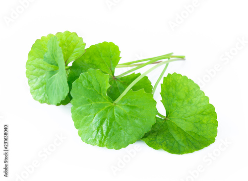 Closeup leaf of Gotu kola, Asiatic pennywort, Indian pennywort on white background, herb and medical concept