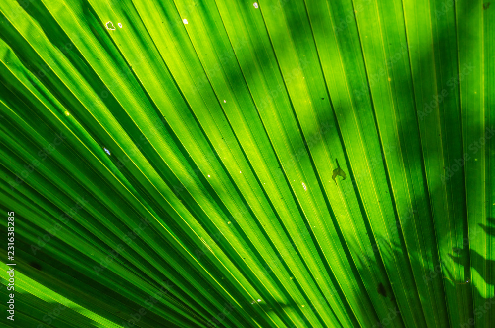 Obraz premium Texture of Green Palm Leaf In Soft Focus Abstract Background.