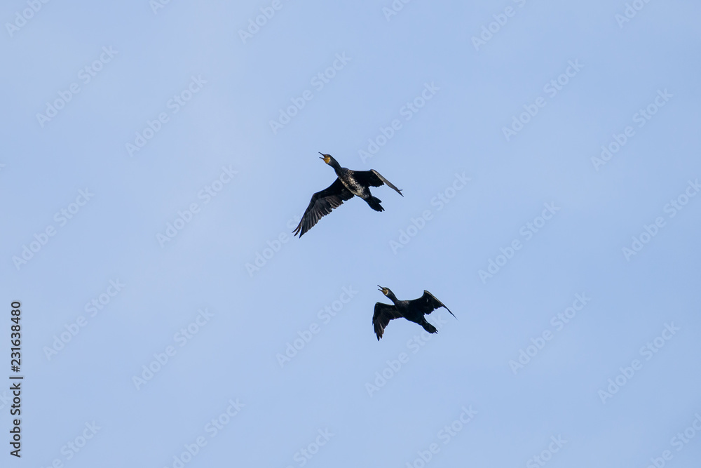 Couple of Cormorant Flying with blue sky Couple of Cormorant Flying with blue sky