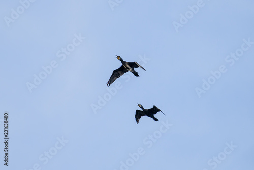 Couple of Cormorant Flying with blue sky