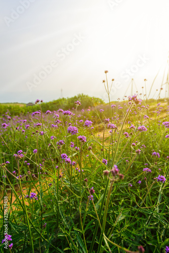 Violet verbena flowers on blurred background with sunshine in the morning