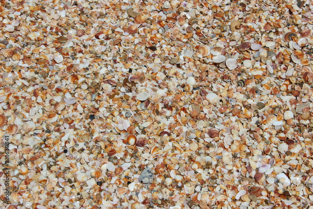 texture background of seashells on the seashore, mediterranean sea texture background of seashells on the seashore, mediterranean sea