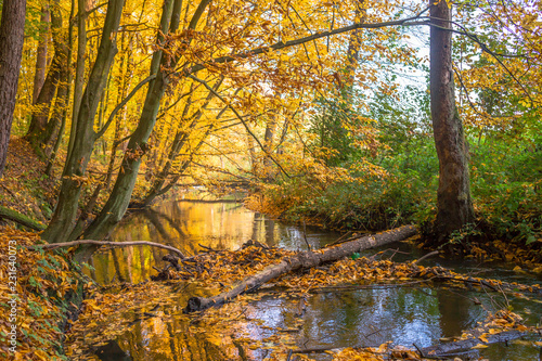 Z  ota Polska jesie    Rzeka Moszczenica w jesiennym lesie