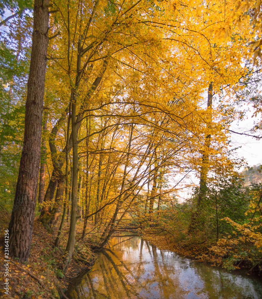 Rzeka w jesiennym lesie. Rezerwat przyrody Grądy nad Moszczenicą, w  gminie Zgierz, Polska
