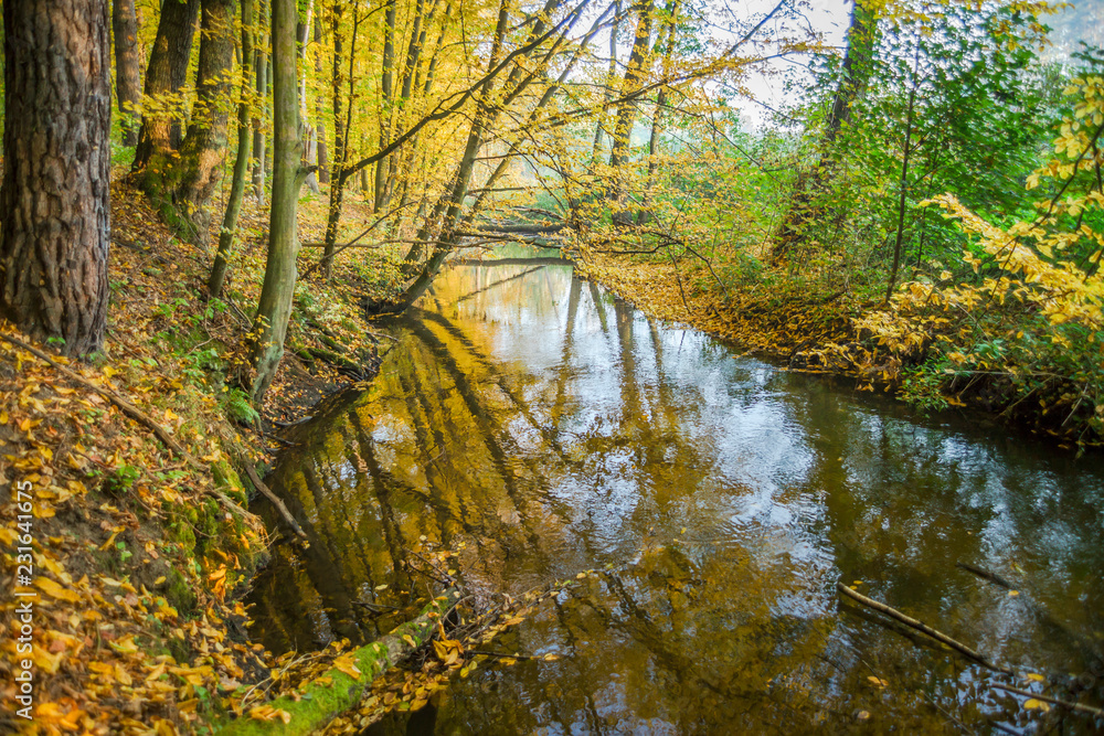 Rzeka w jesiennym lesie. Rezerwat przyrody Grądy nad Moszczenicą, w  gminie Zgierz, Polska
