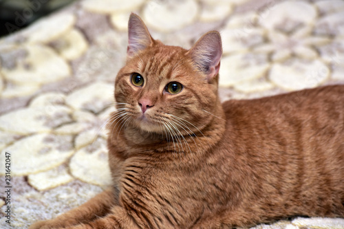 red cat lying on the couch photo