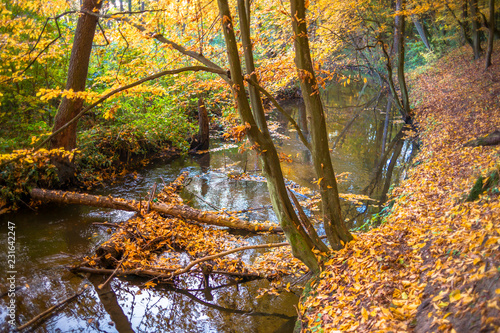Rzeka w jesiennym lesie. Rezerwat przyrody Grądy nad Moszczenicą, w gminie Zgierz, Polska