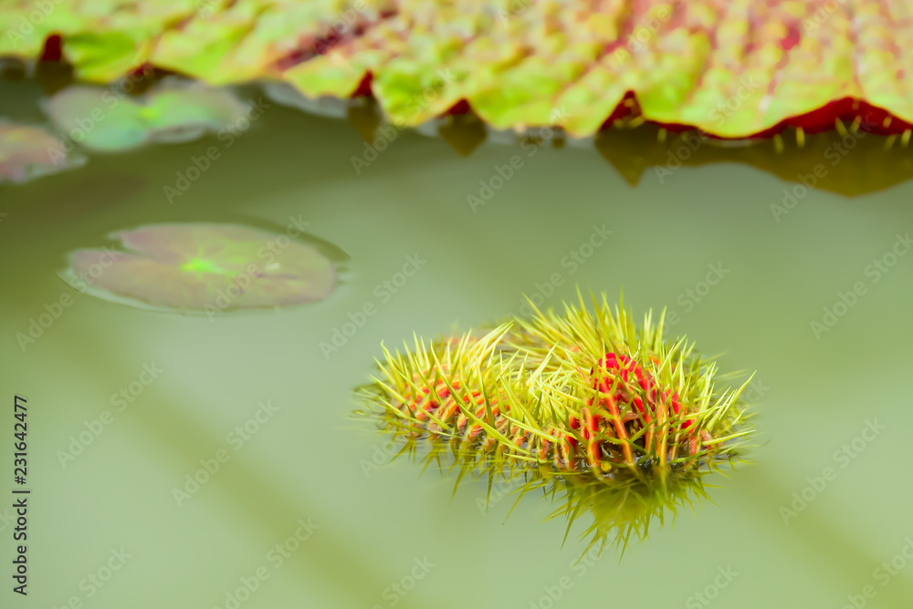 Fototapeta premium The leaves of the newly formed lotus has not expanded.