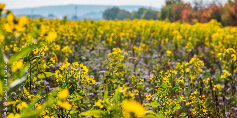 Obraz premium Feld mit Gründünger