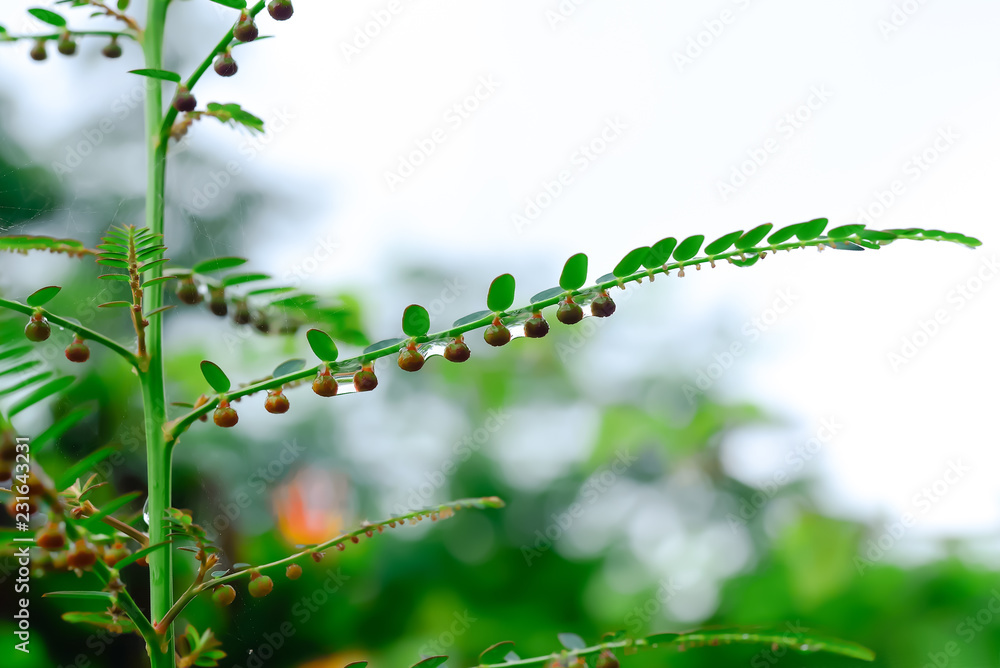 seed-under-leaves-are-medicinal-plants-used-as-an-ingredient-in