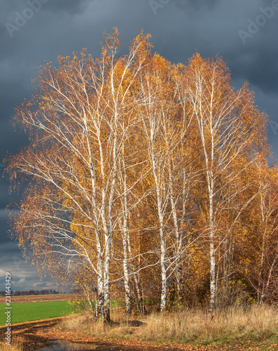 autumn birch against the sky