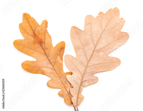 autumn oak leaves on a white background