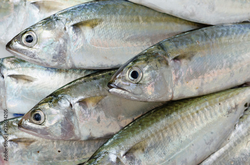 Fresh Sport-Bodied Mackerel for Cooking.