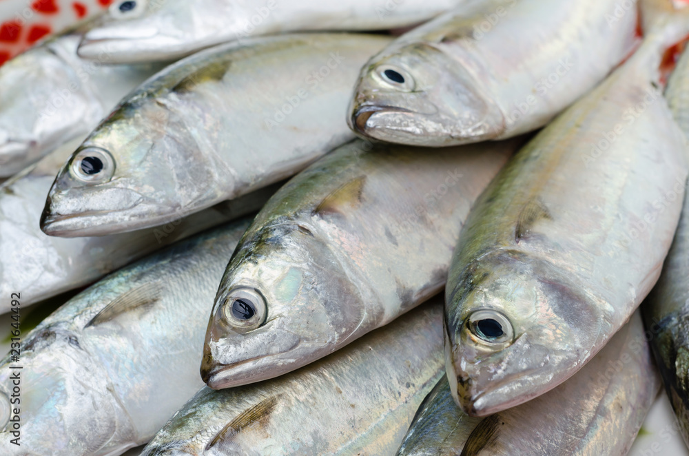 Fresh Sport-Bodied Mackerel for Cooking. Fresh Sport-Bodied Mackerel for Cooking.