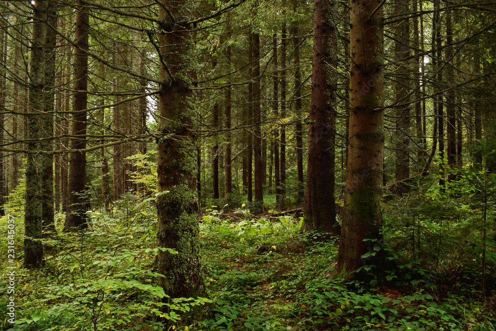 Fototapeta premium Green forest nature.