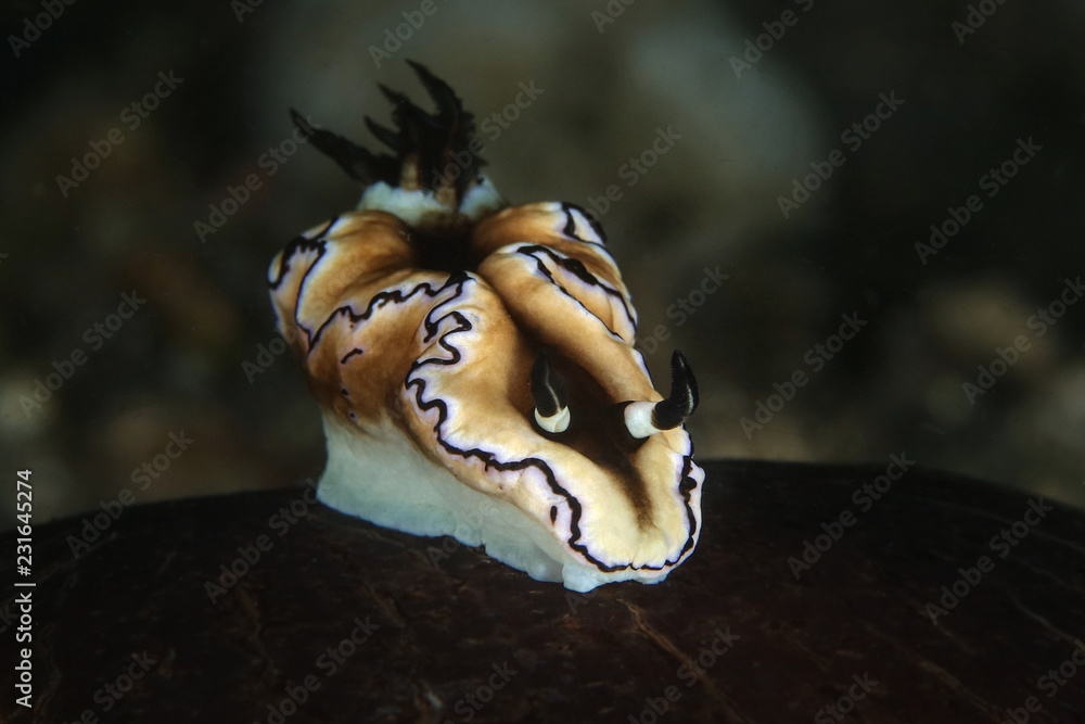 Nudibranch Doriprismatica atromarginata . Picture was taken in Lembeh strait, Indonesia