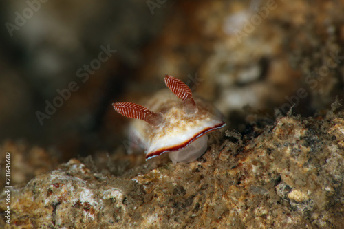 Nudibranch Goniobranchus preciosus. Picture was taken in Lembeh strait  Indonesia