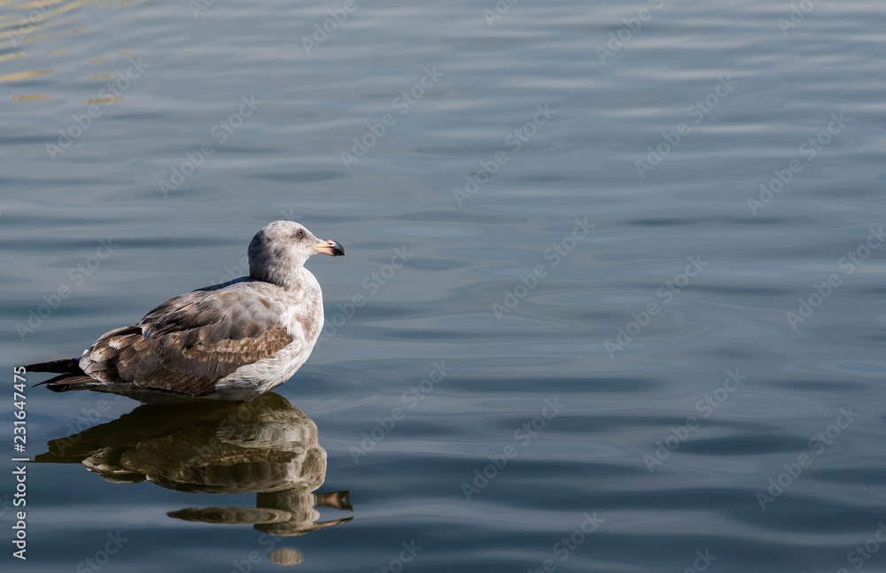 Resting Seagull Resting Seagull