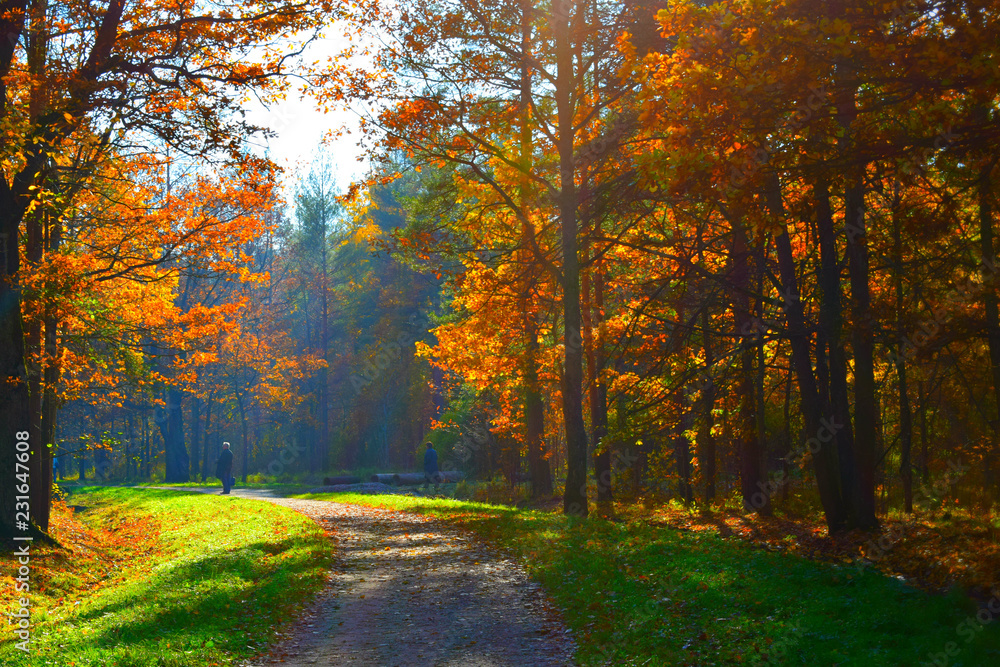 Fototapeta premium autumn in the park