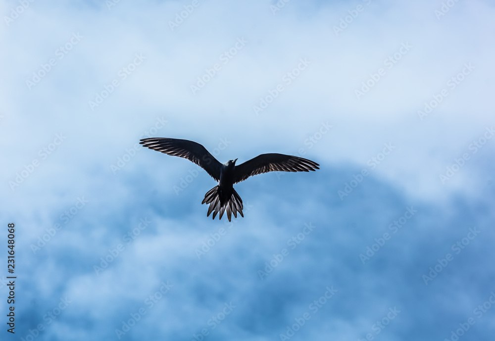 Naklejka premium oiseau