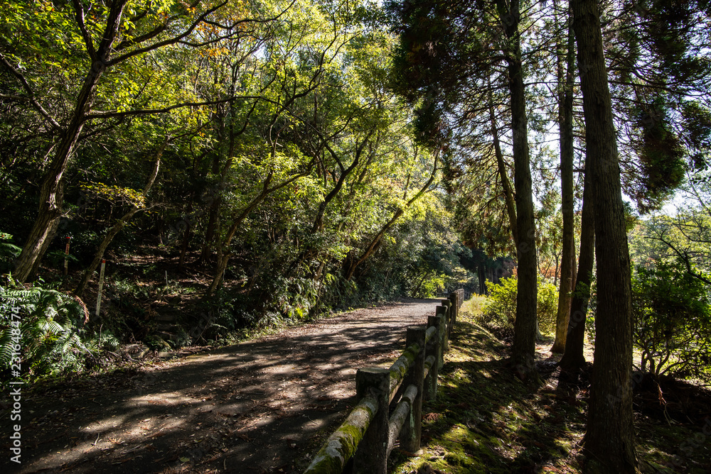 Obraz premium path in the forest