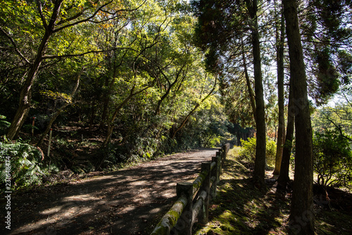 path in the forest