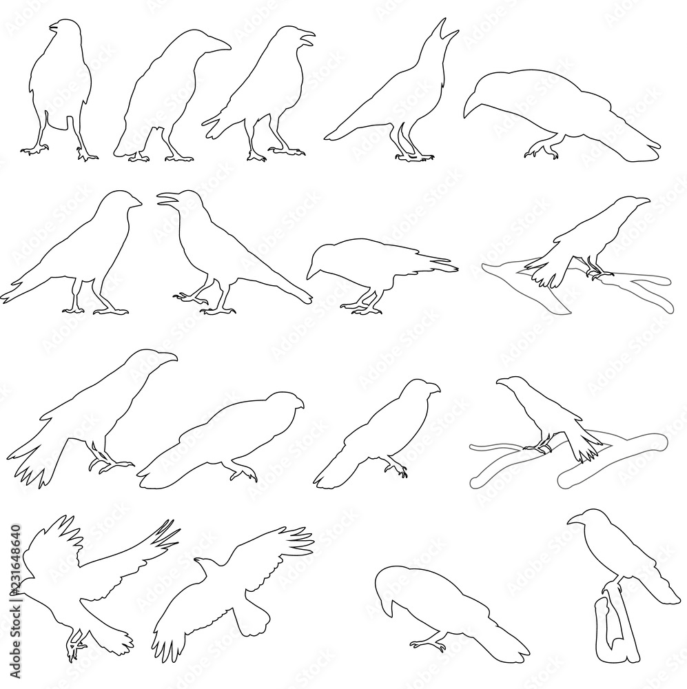 vector, isolated silhouette of a bird, crow, sketch vector, isolated silhouette of a bird, crow, sketch