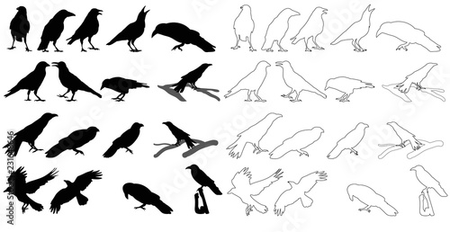 vector silhouette of crows set