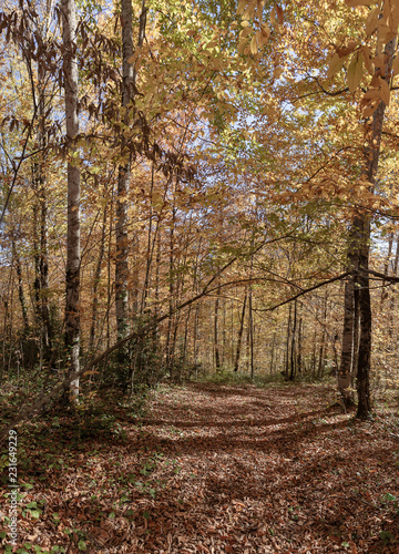 Autumn in forest the National Park.