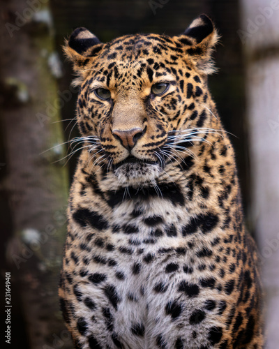 Leopard. Portrait image of Leopard (Panthera pardus), sitting.