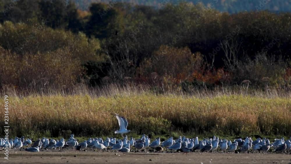 flock of sea gulls taking off in unison from the mud flats of an estuary in Scotland during an afternoon in November. flock of sea gulls taking off in unison from the mud flats of an estuary in Scotland during an afternoon in November.