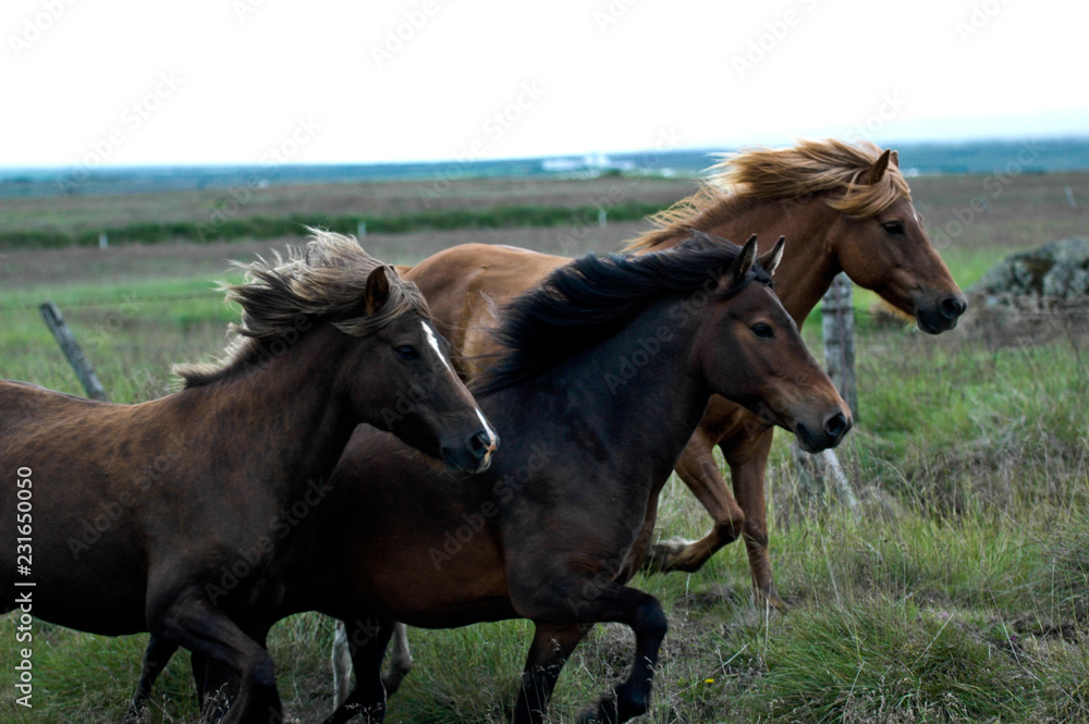 Iceland horses with nobody around staying relaxed in the countryside Iceland horses with nobody around staying relaxed in the countryside