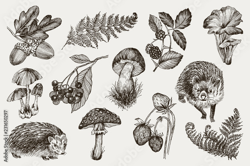 Collection of highly detailed hand drawn fern, mushrooms, strawberries, blackberry oak leaves, acorn and hedgehog isolated on white background. Vector design