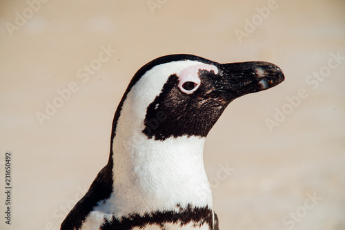 Single black and white penguin at the ocean Boulders beach. South Africa