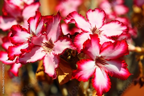 Desert rose (Adenium obesum) , Zambia, Africa