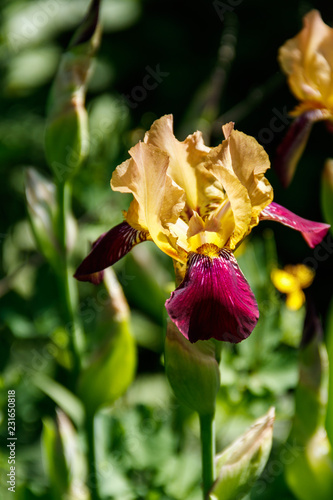Fototapeta Naklejka Na Ścianę i Meble -  Beautiful iris flower on flowerbed in garden