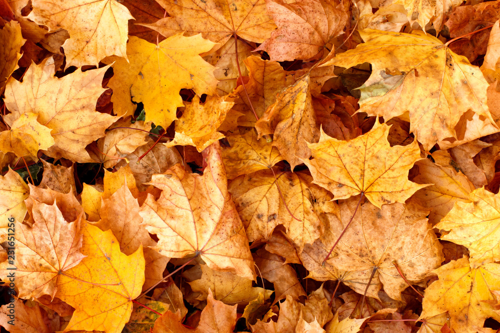 Fall leaves background.