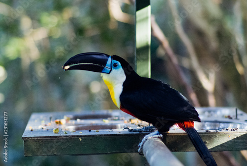 South Africa bird eating food at sunset in a private park