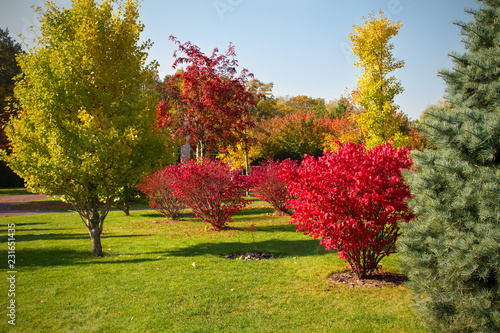 Beautiful autumn park landscape with colorful trees and sunlight. Autumn season trees and plants