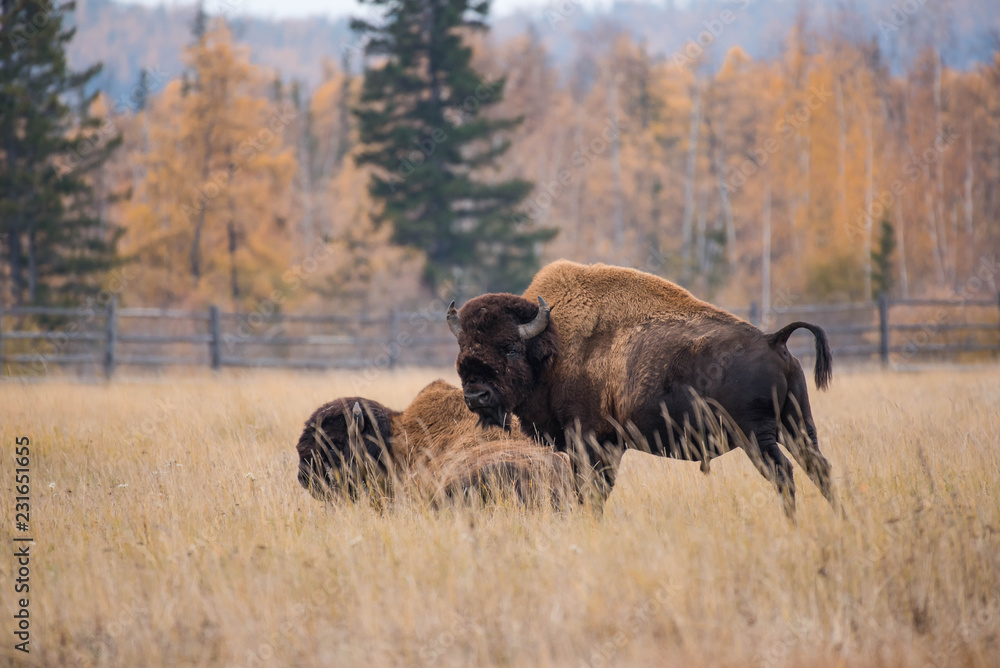 Yakut Bison reaches 2.5-3 meters in length and up to 2 meters in height. Thick coat of his gray-brown color, black-brown on the head and neck. The front of the body is covered with longer hair. Yakut Bison reaches 2.5-3 meters in length and up to 2 meters in height. Thick coat of his gray-brown color, black-brown on the head and neck. The front of the body is covered with longer hair.