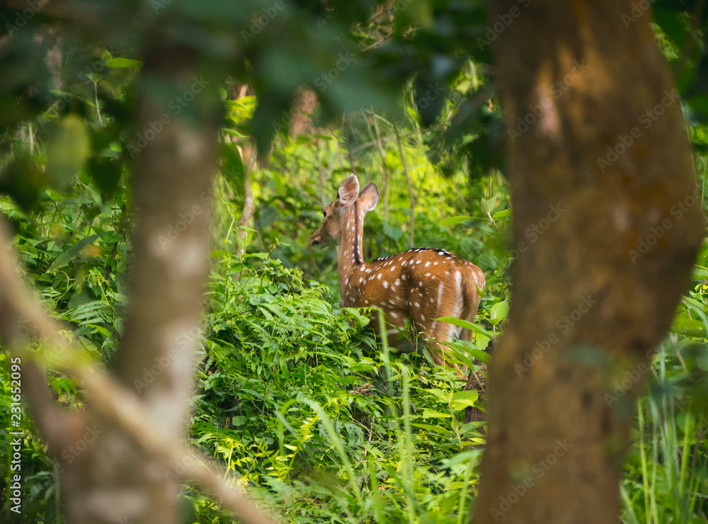 spotted or sika deer in the jungle spotted or sika deer in the jungle