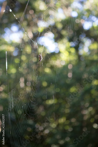 Delicate web with spider in it near Kuranda in Queensland, Australia