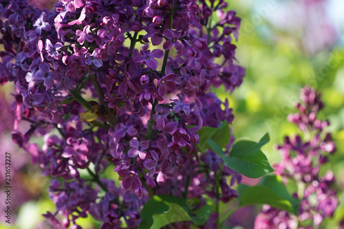 lilac flowers in the garden