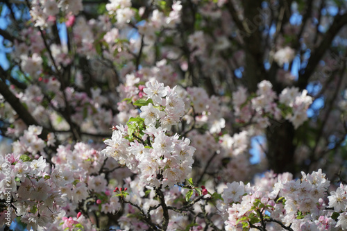blooming cherry tree in spring © roberto