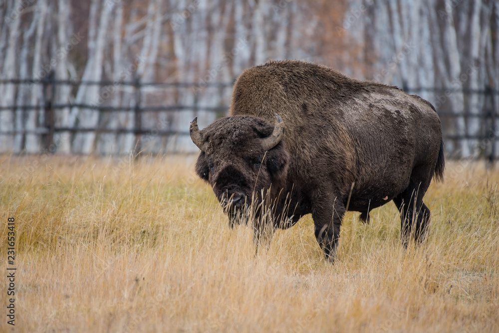 Yakut Bison reaches 2.5-3 meters in length and up to 2 meters in height. Thick coat of his gray-brown color, black-brown on the head and neck. The front of the body is covered with longer hair.