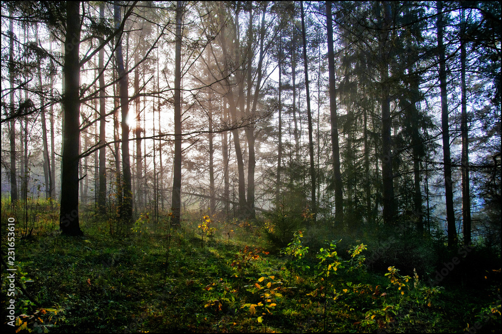 Fototapeta premium Morning in autumn forest