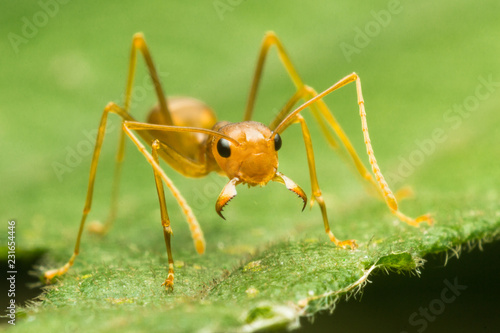 Red Ant or Green Tree Ant on the green leaf,closed up, macro