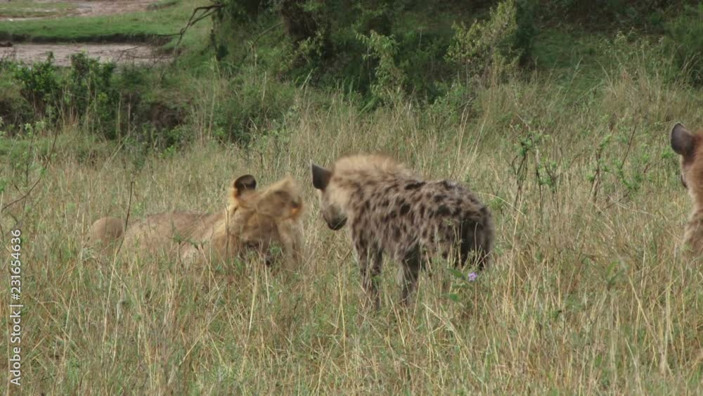 A brave hyena takes a closer look at the meat a lion is eating.mov A brave hyena takes a closer look at the meat a lion is eating.mov