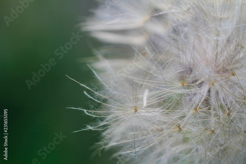 close up dandelions